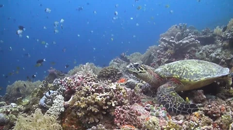 Hawksbill turtle on a coral reef Stock Footage 51239653