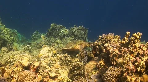 Hawksbill turtle on a Coral reef Stock Footage 51581316