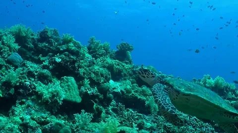 Hawksbill Turtle on a coral reef Stock Footage 51590042