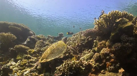 Hawksbill Turtle on a coral reef Stock Footage 51590117