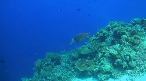 Hawksbill Turtle on a coral reef Stock Footage 51591531
