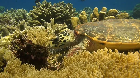 Hawksbill Turtle on a coral reef Stock Footage 51592210