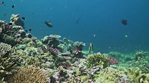 Hawksbill turtle on a coral reef Stock Footage 52363858