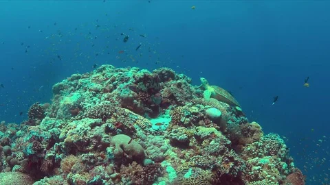Hawksbill Turtle on a coral reef Stock Footage 79633294