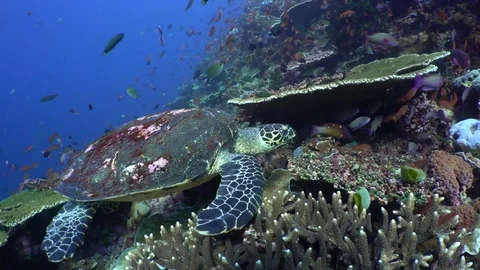 Hawksbill Turtle on Coral Reef Video stock 80408758