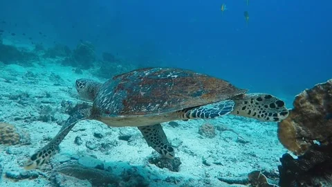 Hawksbill turtle on coral reef Stock Footage 239145604