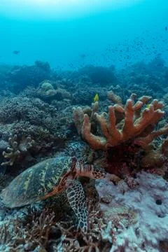 Hawksbill turtle on a coral reef Stock Photos