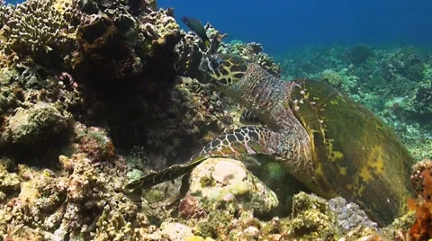 Hawksbill Turtle on a coral reef when eating Stock Footage 44323637