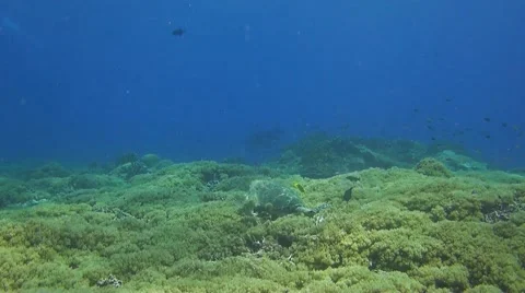Hawksbill Turtle on a coral reef when eating Stock Footage 51072400