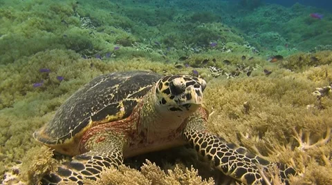 Hawksbill Turtle on a coral reef when eating Stock Footage 51596347