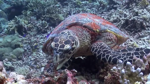 Hawksbill Turtle on a coral reef when eating Stock Footage 51596389