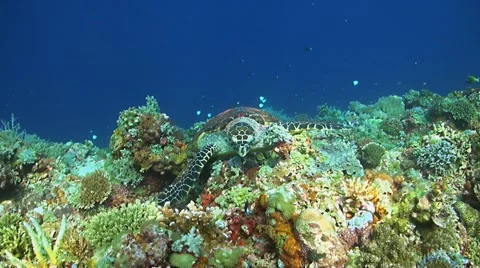Hawksbill Turtle on a coral reef when eating Stock Footage 51801093