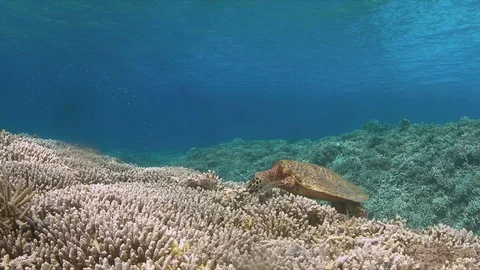 Hawksbill turtle on a Coral reef while eating Stock Footage 79639337