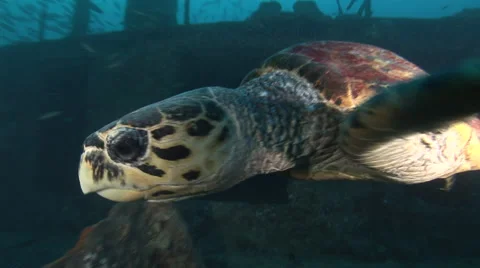 Hawksbill turtle on the deck on the SS Thistlegorm, Red Sea, Egypt Video stock 57916094