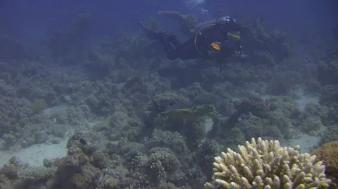 Hawksbill Turtle &amp; Diver Stock Footage 435868
