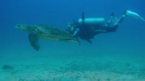Hawksbill turtle with diver Stock Footage 239145082