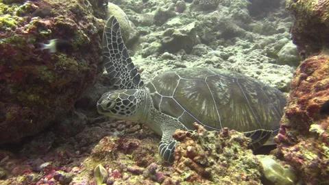 Hawksbill turtle dozing between two coral blocks front legs spread out, Stock Footage 166424300