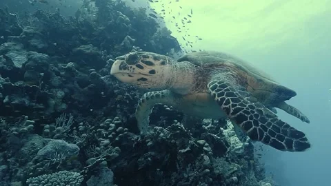 Hawksbill turtle eating coral Stock Footage 311364432