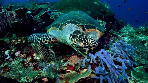 Hawksbill Turtle Eating Stock Footage 79948088