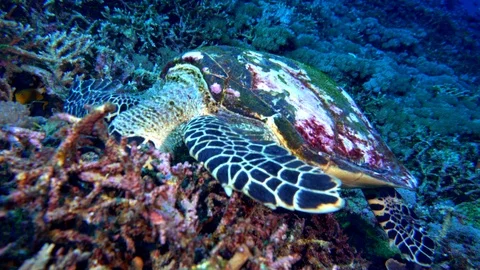 Hawksbill Turtle Eating Video stock 96203811