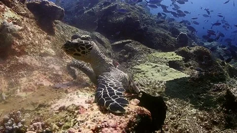 Hawksbill turtle eating Stock Footage 257303497