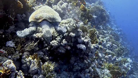 Hawksbill turtle eating hard and soft corals Stock Footage 280681754