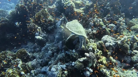 Hawksbill turtle eating hard and soft corals. Stock Footage 280682517