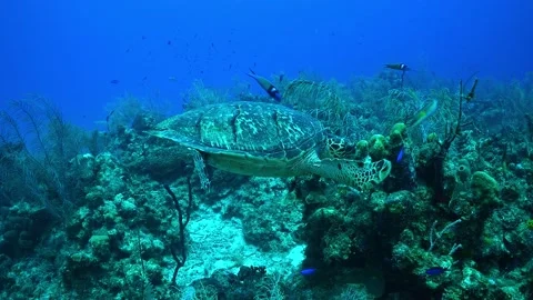 A hawksbill turtle eating his dinner Stock Footage 161613538