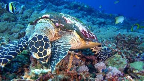 Hawksbill Turtle Eating Sponge Stock Footage 96205072