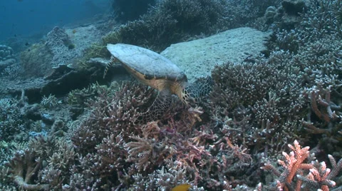 Hawksbill turtle eats coral - Eretmochelys imbricata, two footage Stock Footage 31750079