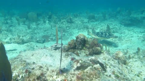 Hawksbill turtle (Eretmochelys imbricata) Stock Footage 24634544