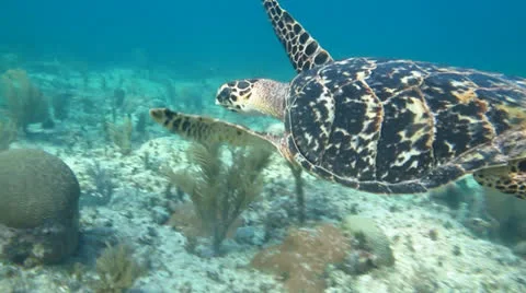 Hawksbill turtle (Eretmochelys imbricata) Stock Footage 24634547