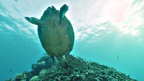 Hawksbill Turtle Feeding on Bleached Coral Stock Footage 329264885