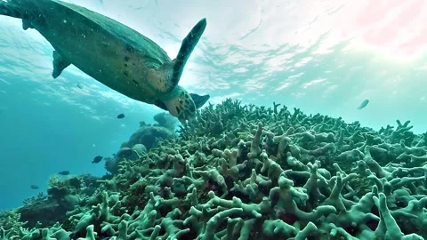 Hawksbill Turtle Feeding on Dead Coral Stock Footage 329264897