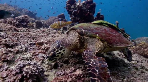 Hawksbill turtle feeding Stock Footage 58302727