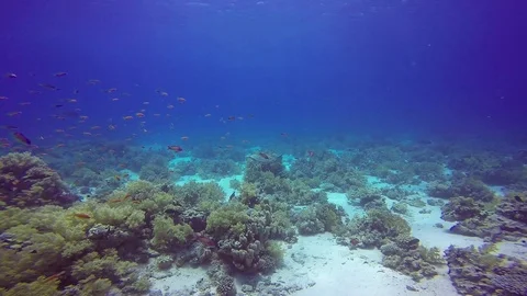 Hawksbill turtle feeding Stock Footage 122737865