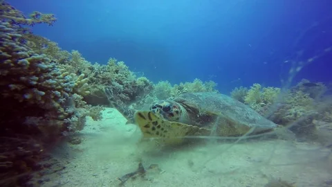 Hawksbill turtle feeding Stock Footage 122922613