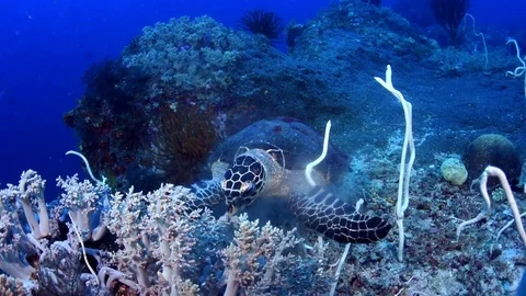 Hawksbill Turtle Feeding on the Reef Stock Footage 76203247