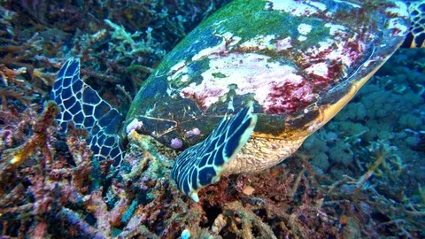 Hawksbill Turtle Feeding On The Reef Stock Footage 96207382