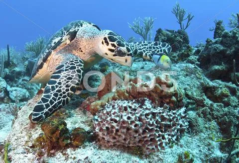 Hawksbill Turtle feeding on sponge in Caribbean Sea, Mexico. Stock Photos