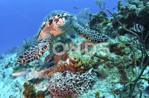 Hawksbill Turtle feeding on sponge, Caribbean Sea, Mexico. Stock Photos