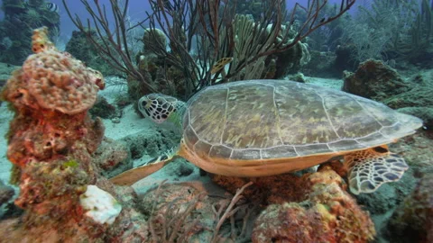 Hawksbill turtle feeding on the top of the reef as photographer swims up to it Vídeos de archivo 224399614