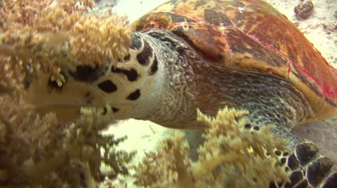 Hawksbill turtle feeds on soft coral Stock-Footage 57861844
