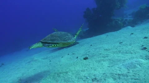 Hawksbill turtle Vidéo 882081