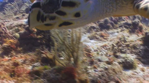 Hawksbill Turtle Видео 1068027