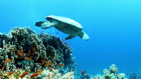 Hawksbill turtle Stock Footage 10740850