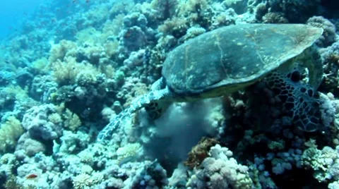 Hawksbill turtle Stock Footage 10740975