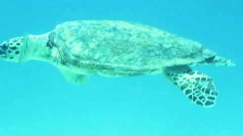 Hawksbill turtle Stock Footage 12421586