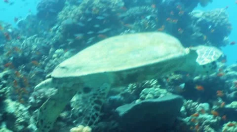 Hawksbill turtle 動画素材 12421641