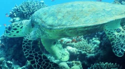 Hawksbill turtle Stock Footage 12421851
